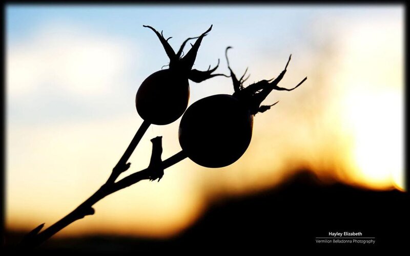 Rose Hips at Sunset