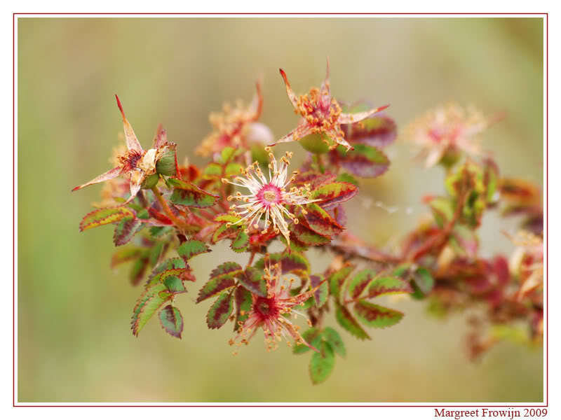 Rose Hips on a Branch — Green