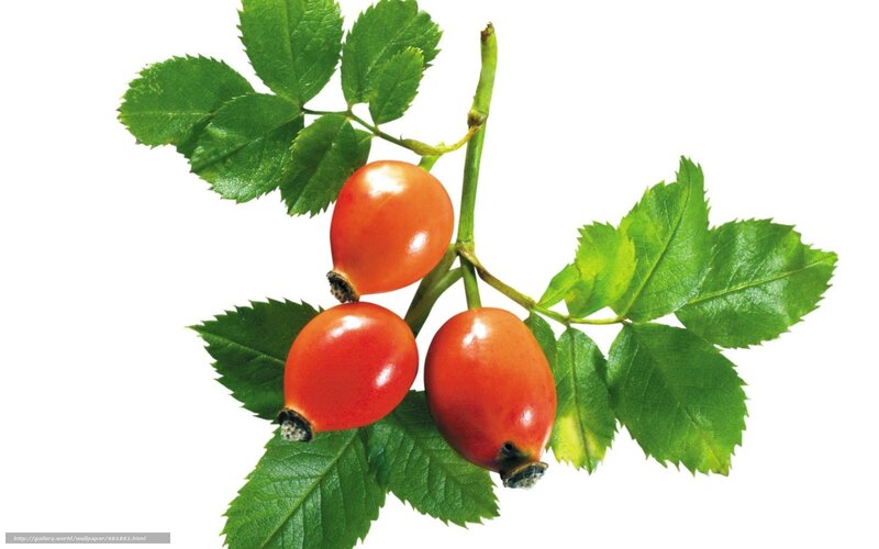 rose hips on a branch