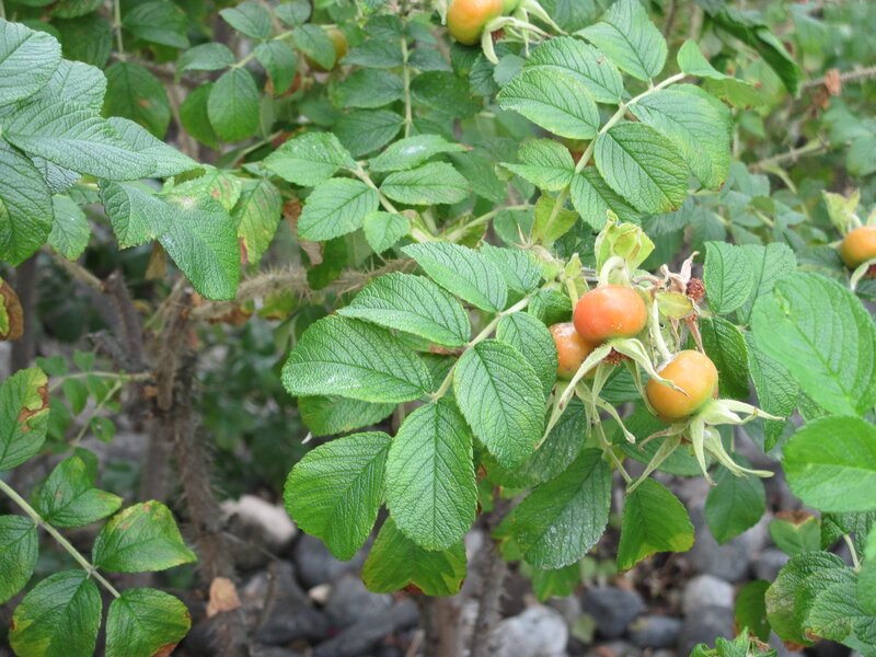 Rose Hips on a Bush