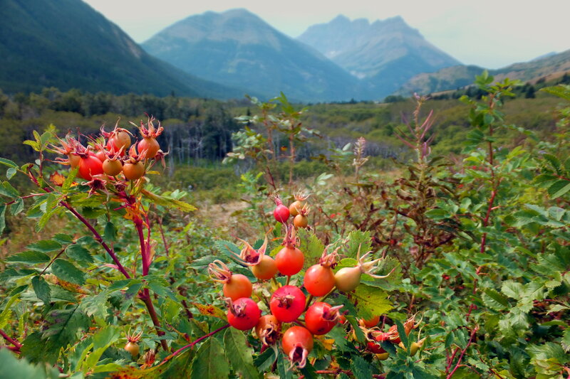Rose Hips on Bush — Green