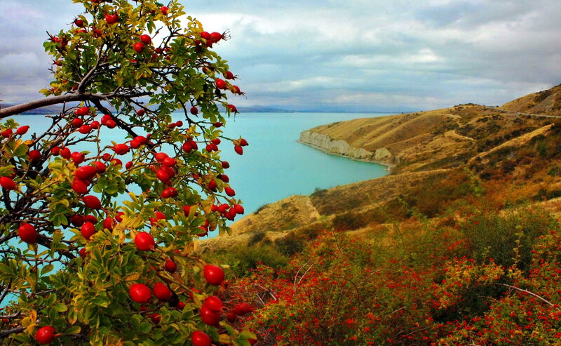 Rose Hips on Bush