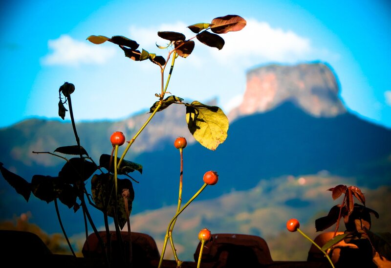 Rose Hips on Stems