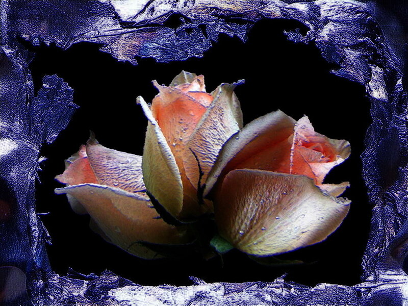 rose in a blue frame