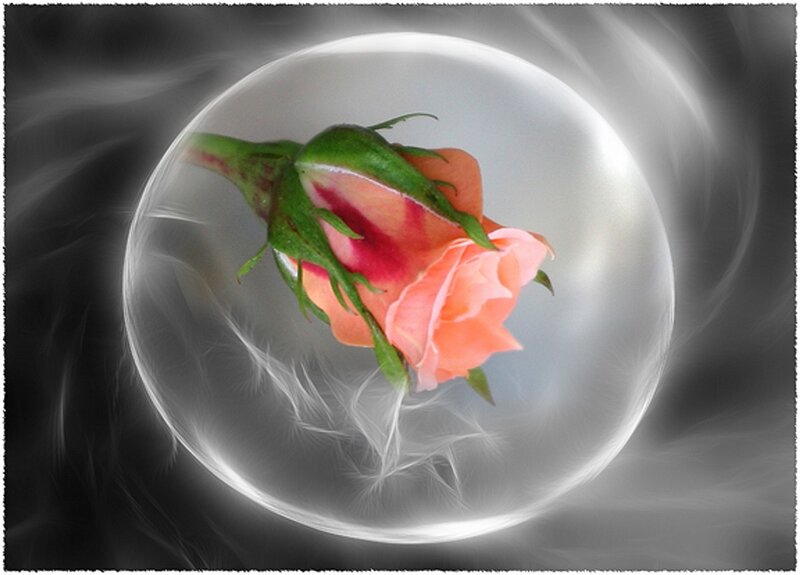 rose in a glass sphere