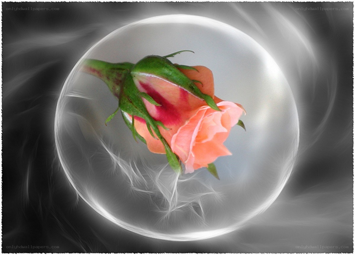 rose in a glass sphere