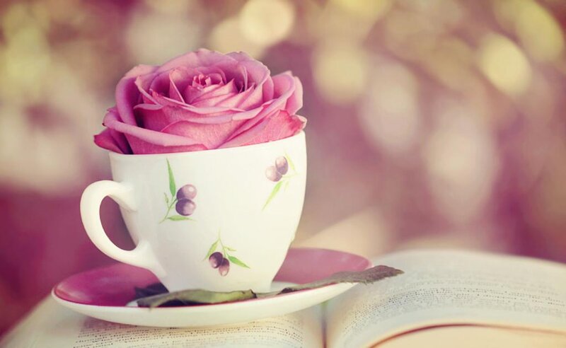 Rose in a Teacup — Pink