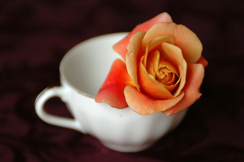Rose in a Teacup