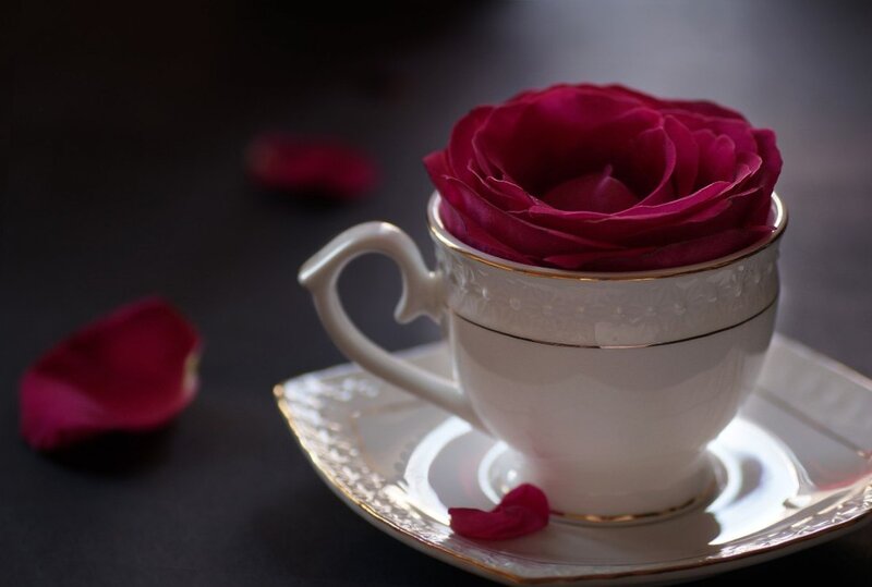 Rose in a Teacup — White, Dramatic