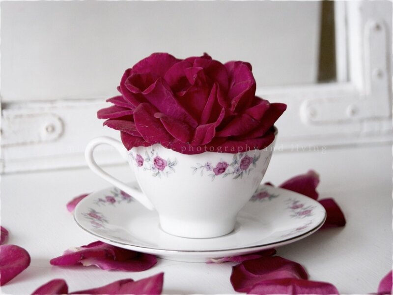 Rose in a Teacup — White