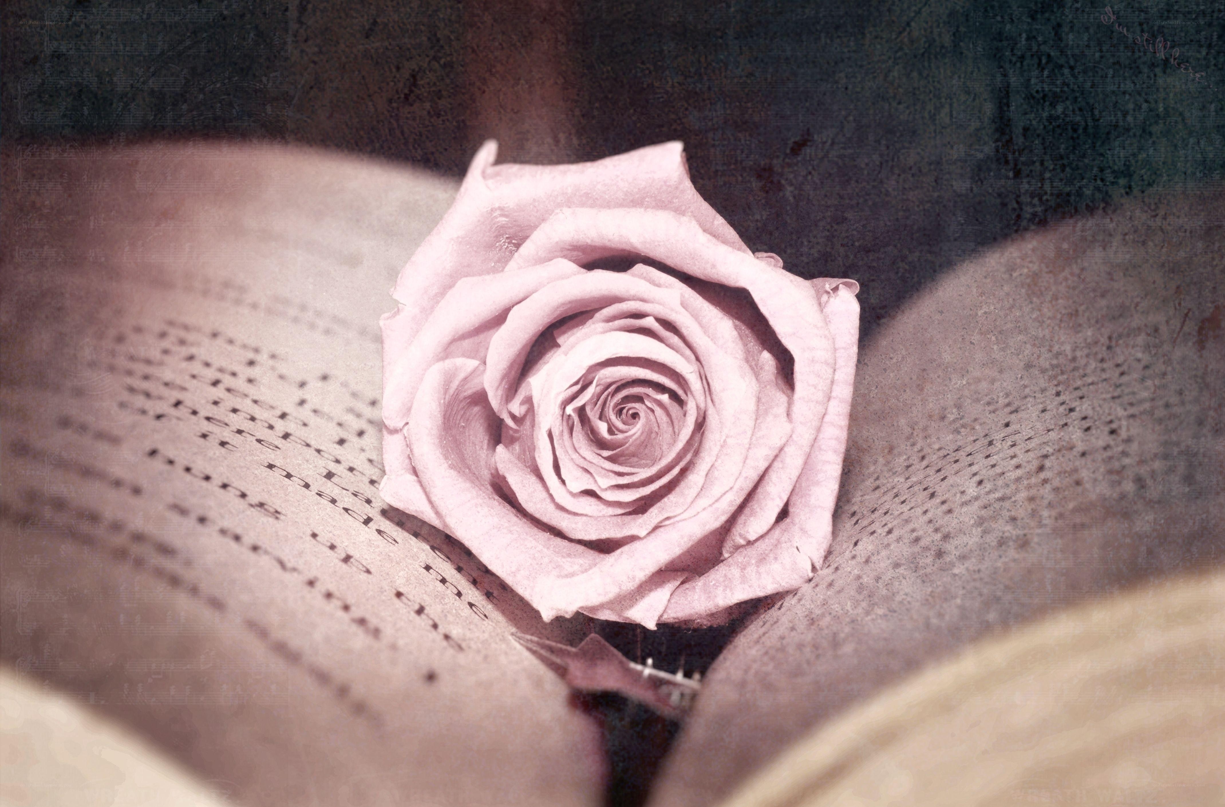 rose in an open book