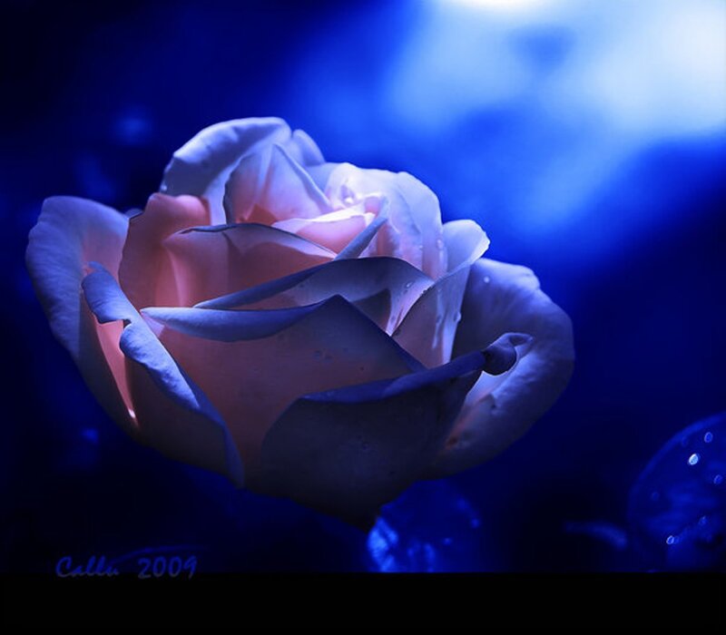 Rose in Blue Light