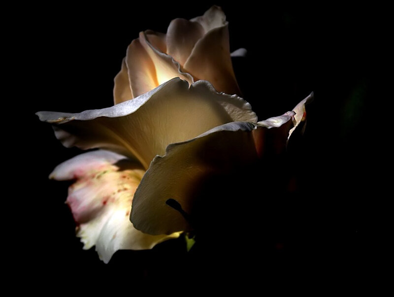 rose in dramatic lighting