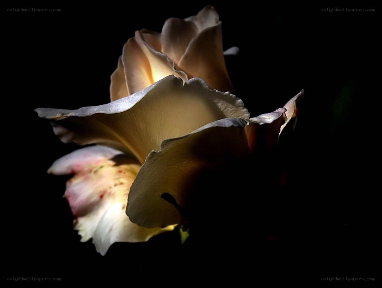 rose in dramatic lighting