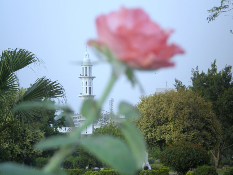 rose in front of mosque