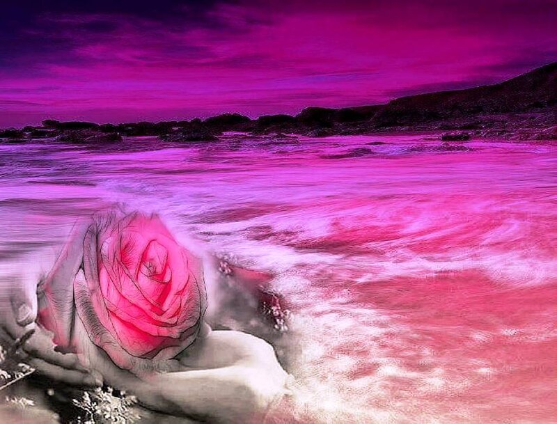 Rose in Hands on Beach