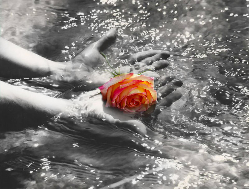 Rose in Hands