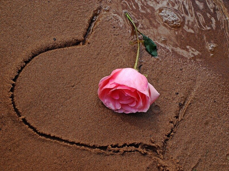 rose in heart on sand