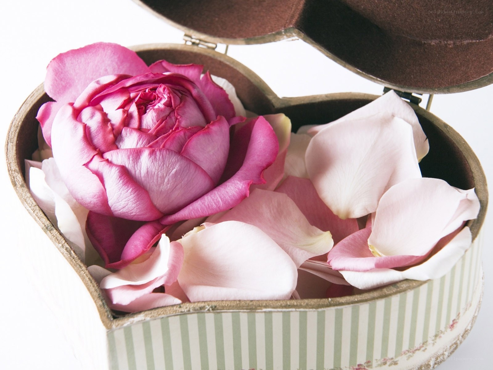 rose in heart-shaped box