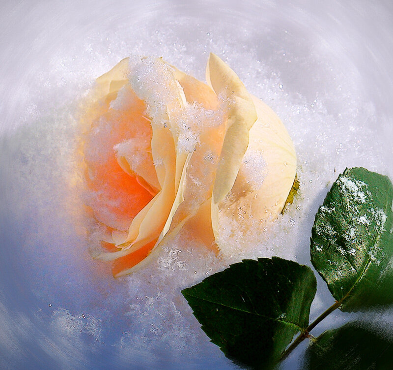 Rose in Ice