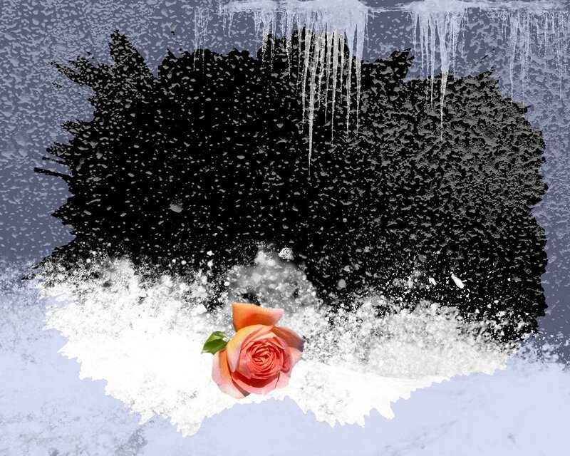 rose in icy landscape