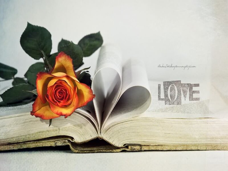 Rose in Open Book