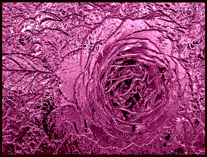 Rose in Purple Texture