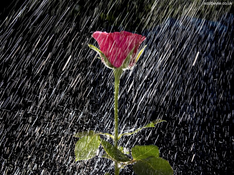 rose in rain shower