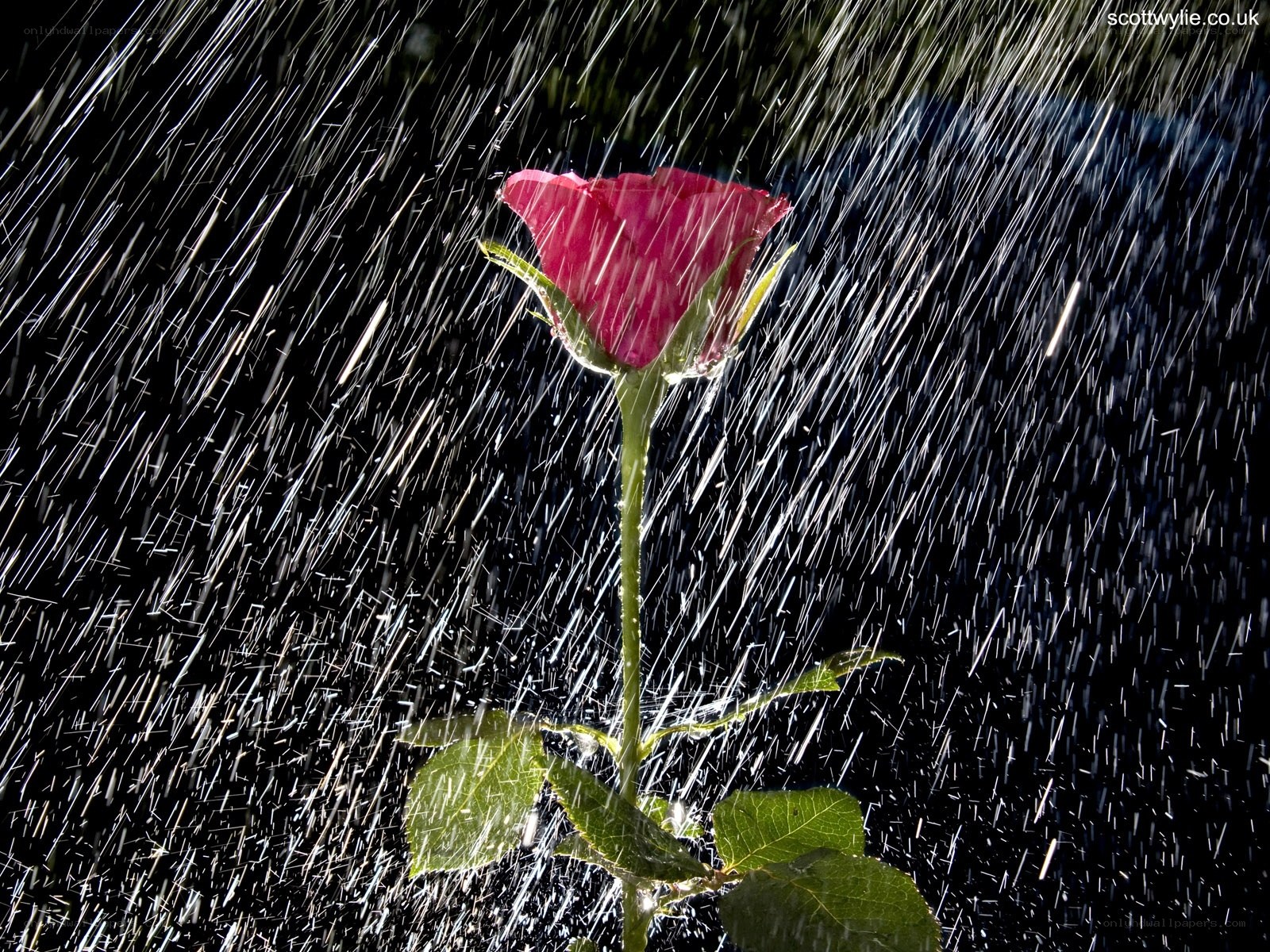 rose in rain shower