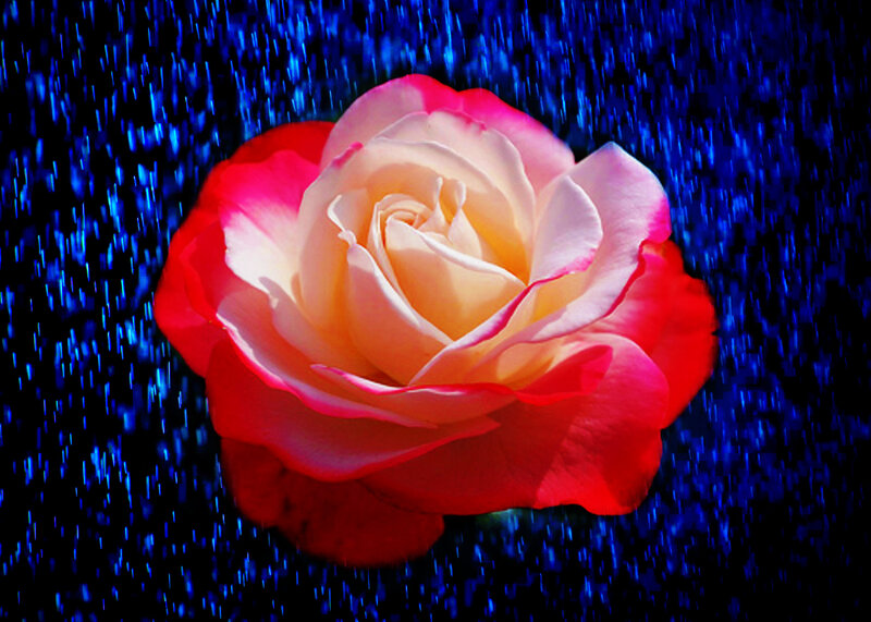 Rose in Rain