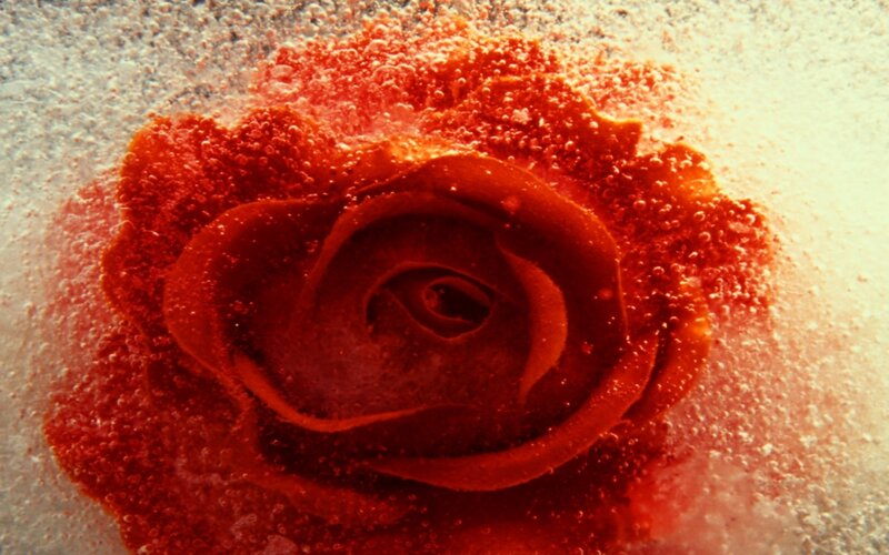rose in red liquid