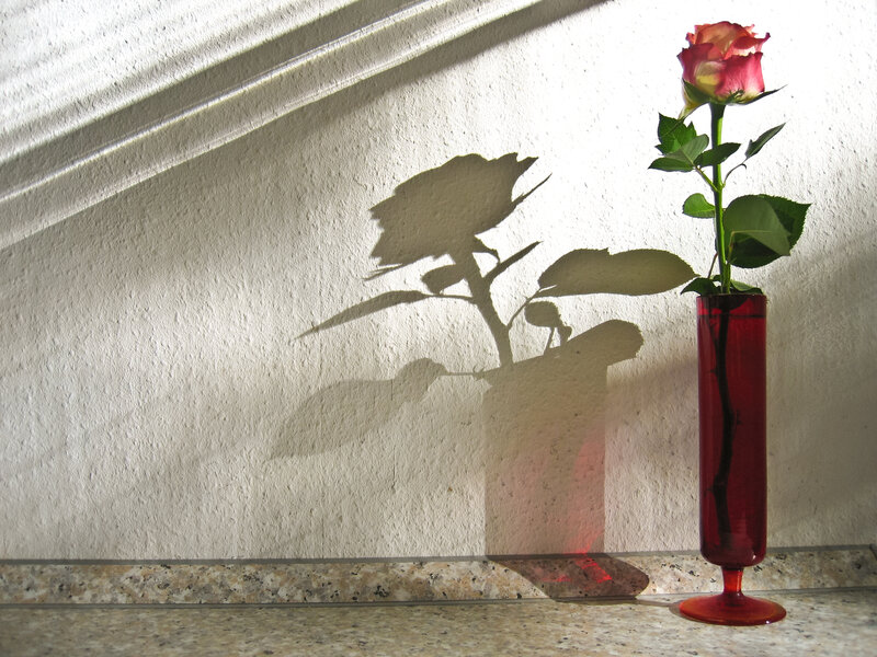 Rose in Red Vase