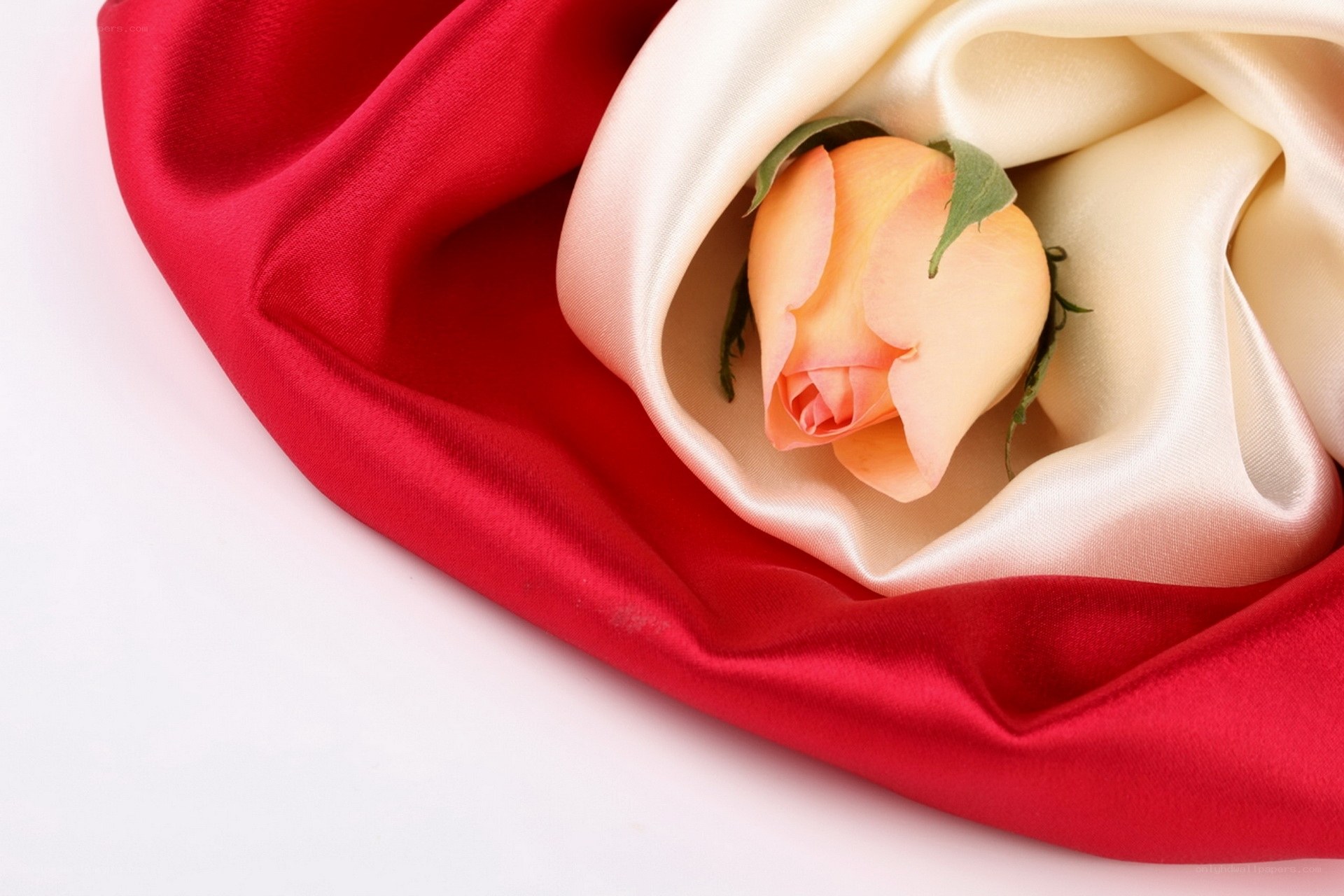 rose in satin fabric