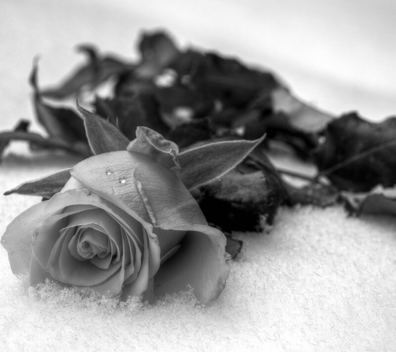 Rose in Snow — Black