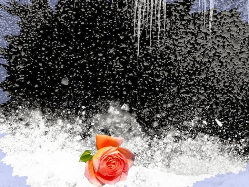 Rose in Snow — Orange