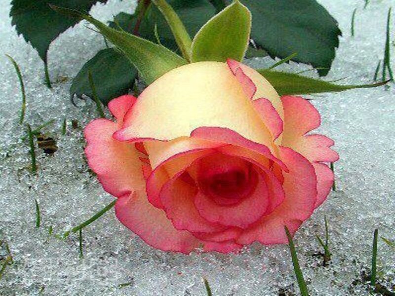 Rose in Snow — Pink