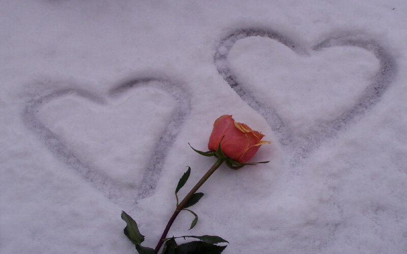 Rose in Snow
