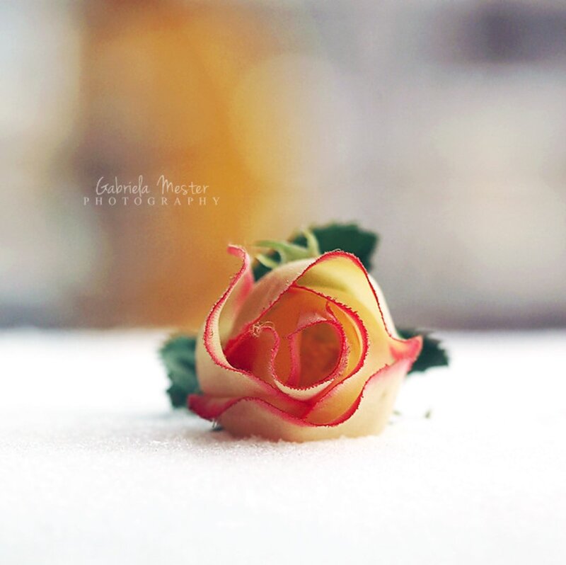 Rose in Snow — White, Serene