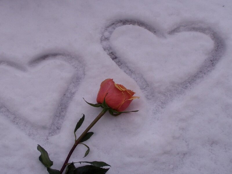 Rose in Snow — White