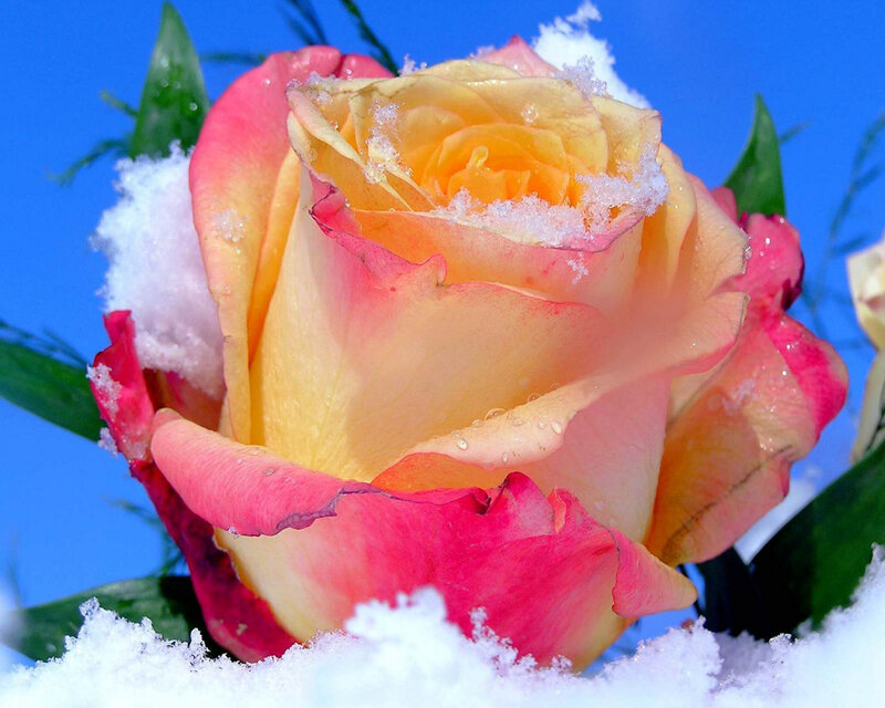 Rose in Snow — Yellow