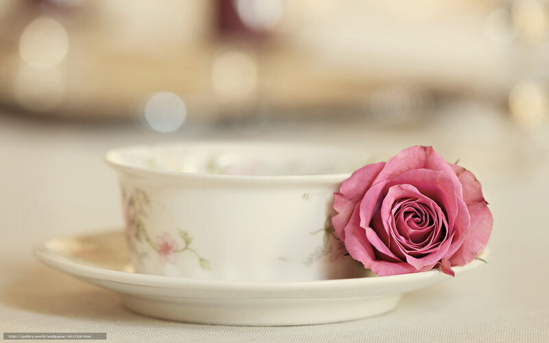 rose in teacup