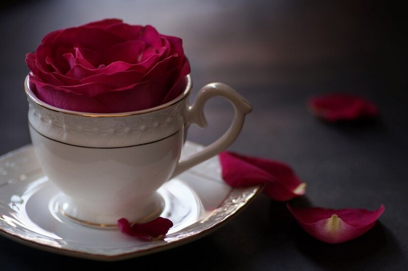 Rose in Teacup — White, Dramatic