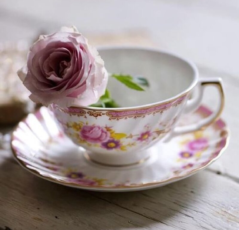 Rose in Teacup — White, Serene
