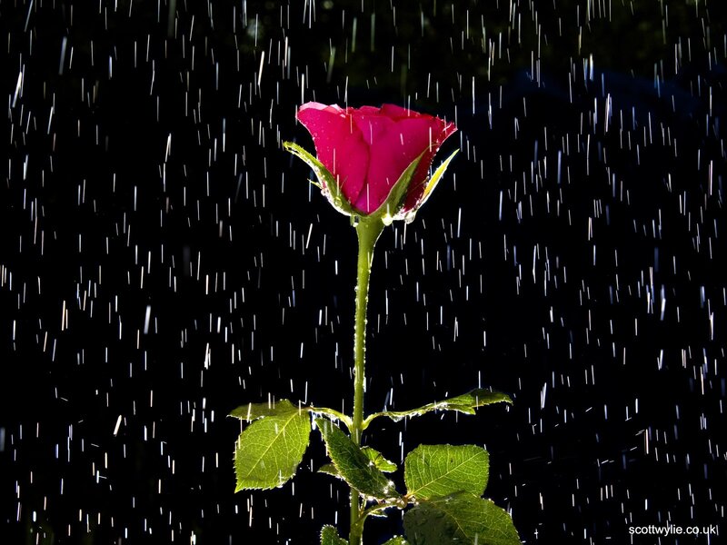 rose in the rain