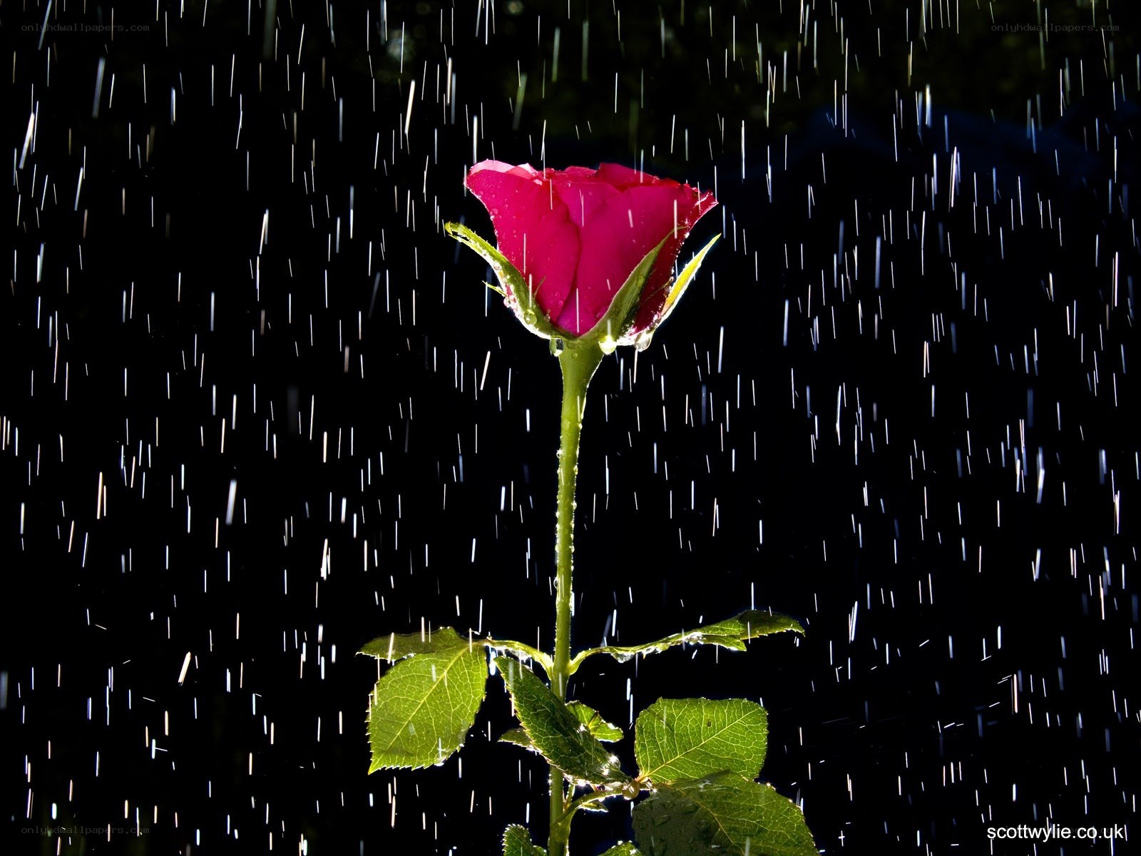 rose in the rain