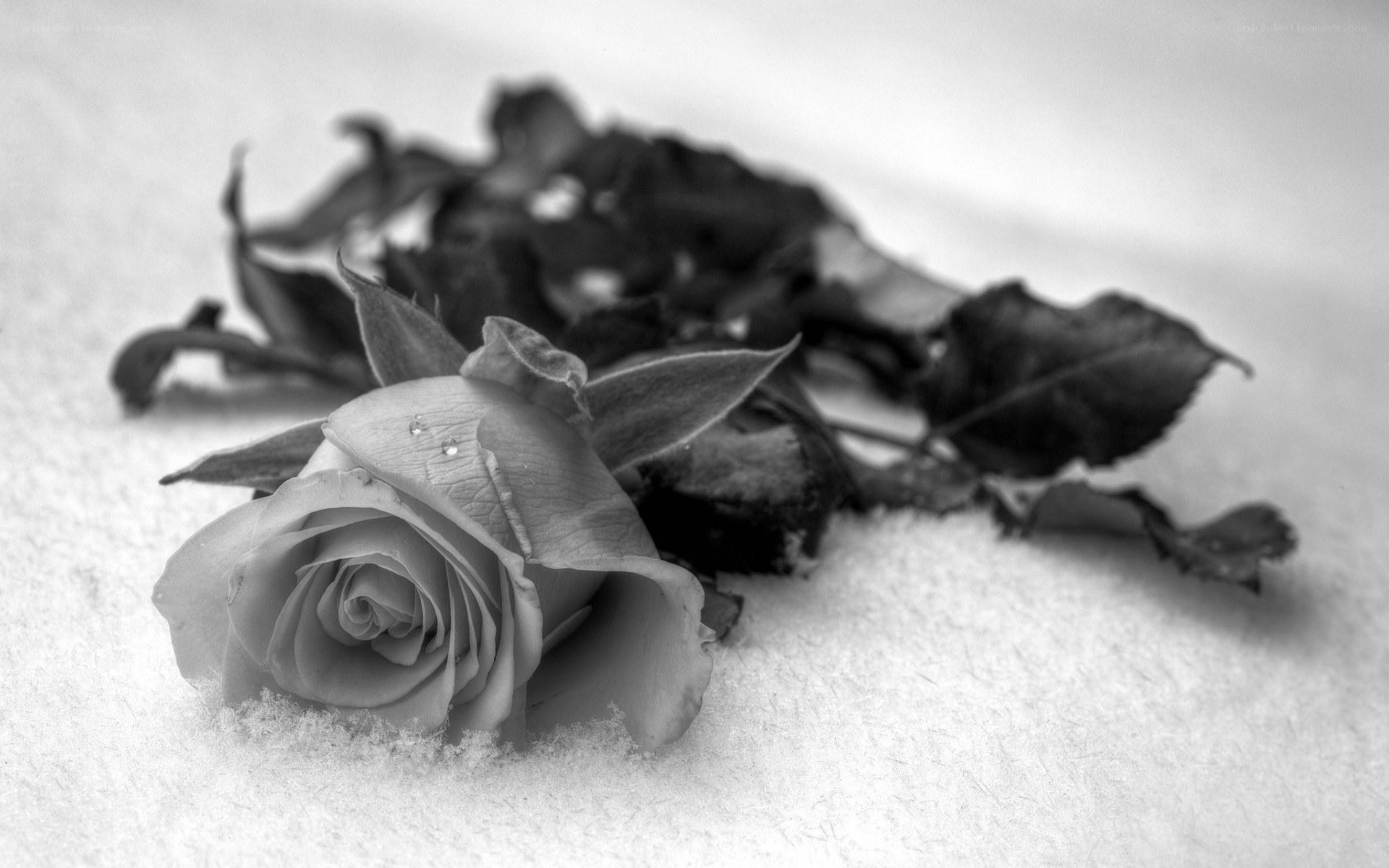 rose in the snow