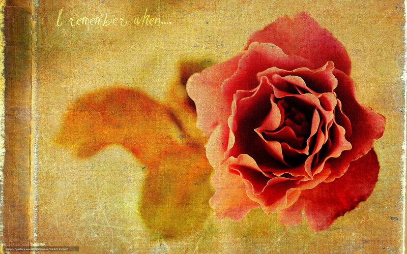 rose in vintage style