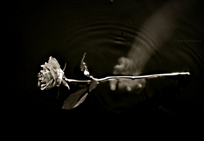Rose in Water — Black