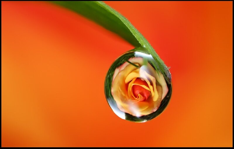 Rose in Water Droplet — Orange