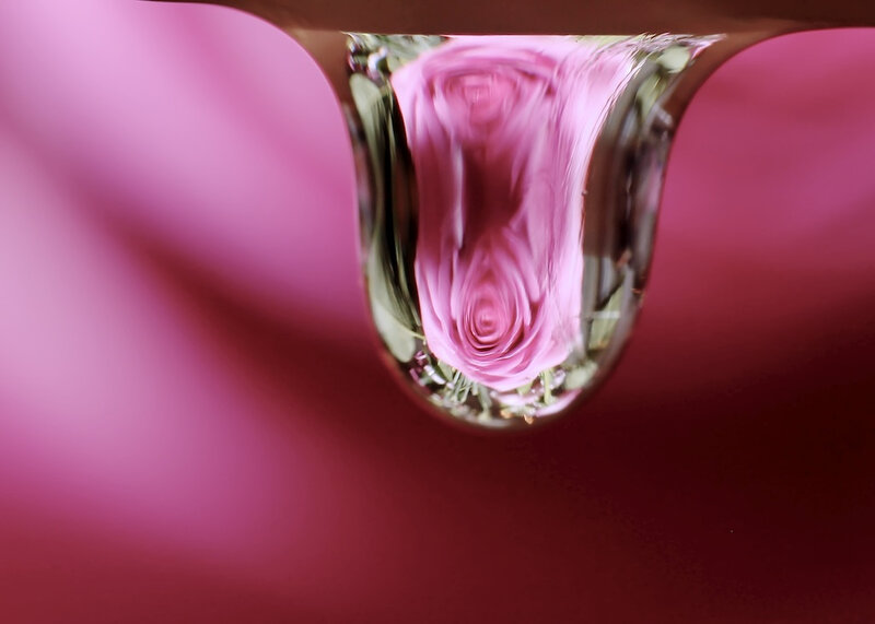 Rose in Water Droplet — Pink